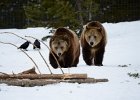 3 Grizzly Bears at West Yellowstone  Discovery Center